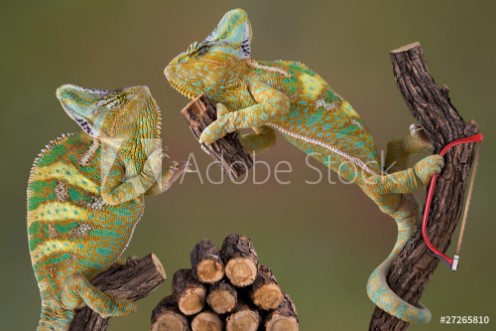 Picture of Chameleons Making Firewood